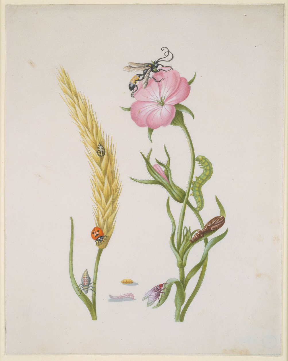 Espiga de cereal y cardo de maíz con las metamorfosis de la mariquita de cinco puntos y la mosca azul de Maria Sibylla Merian