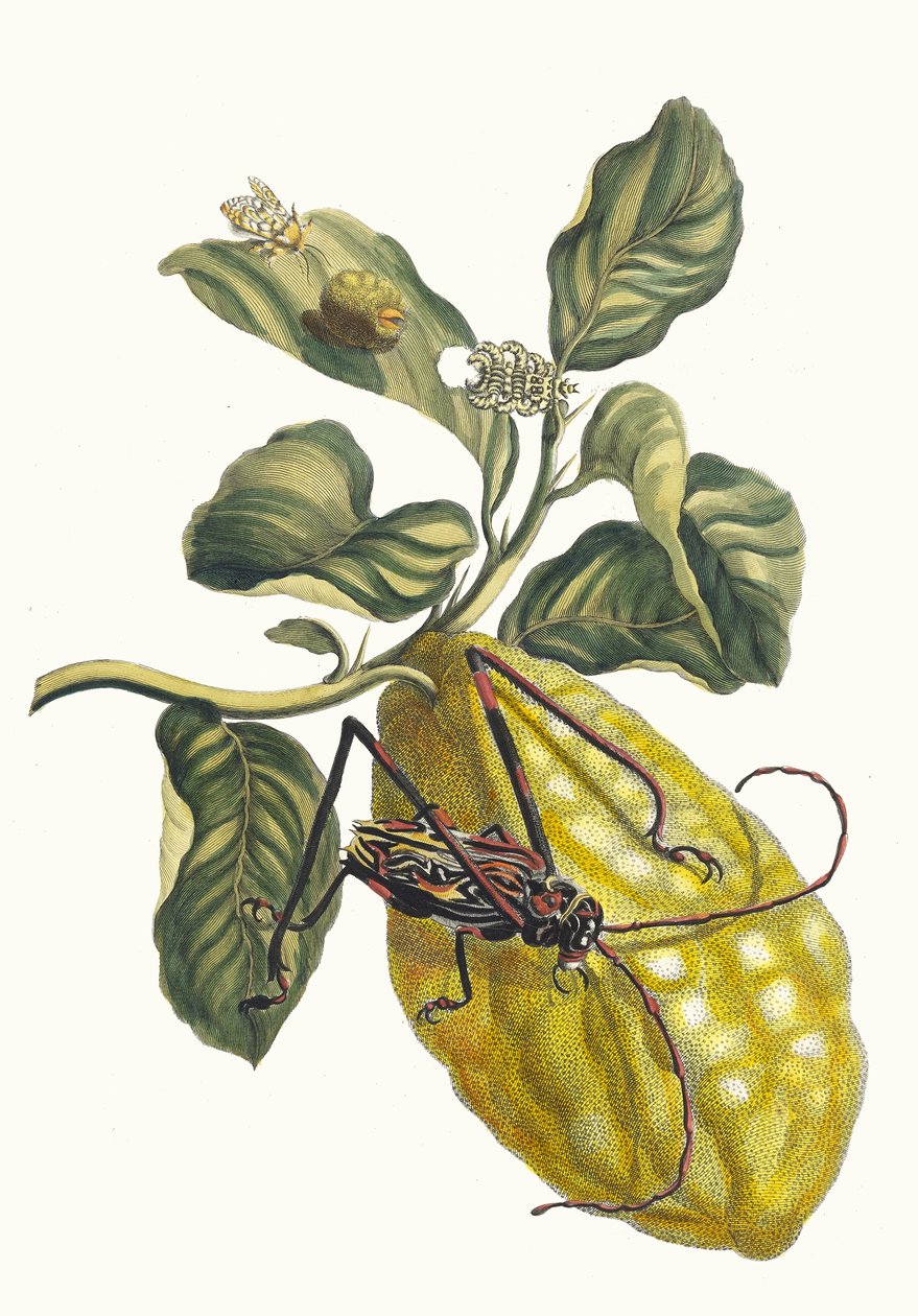 Citronero. Del libro Metamorphosis insectorum Surinamensium de Maria Sibylla Merian