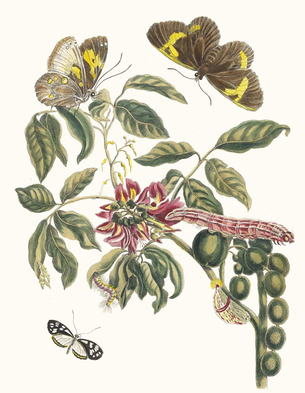 Coronilla Americana Arborescens. Del Libro Metamorphosis insectorum Surinamensium, 1705 de Maria Sibylla Merian