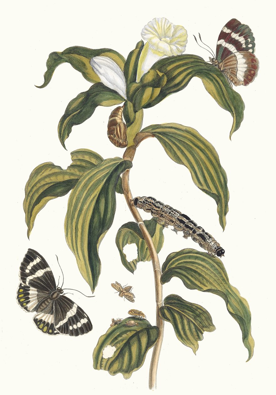 Costus arabicus. Del libro Metamorphosis insectorum Surinamensium, 1705 de Maria Sibylla Merian