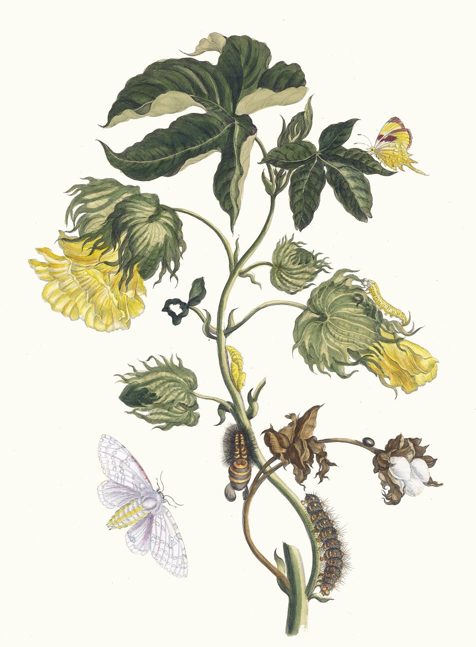 Cotonier. Del Libro Metamorphosis insectorum Surinamensium de Maria Sibylla Merian