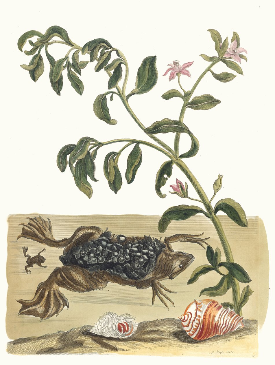 Cresson. Del libro Metamorphosis insectorum Surinamensium, 1705 de Maria Sibylla Merian