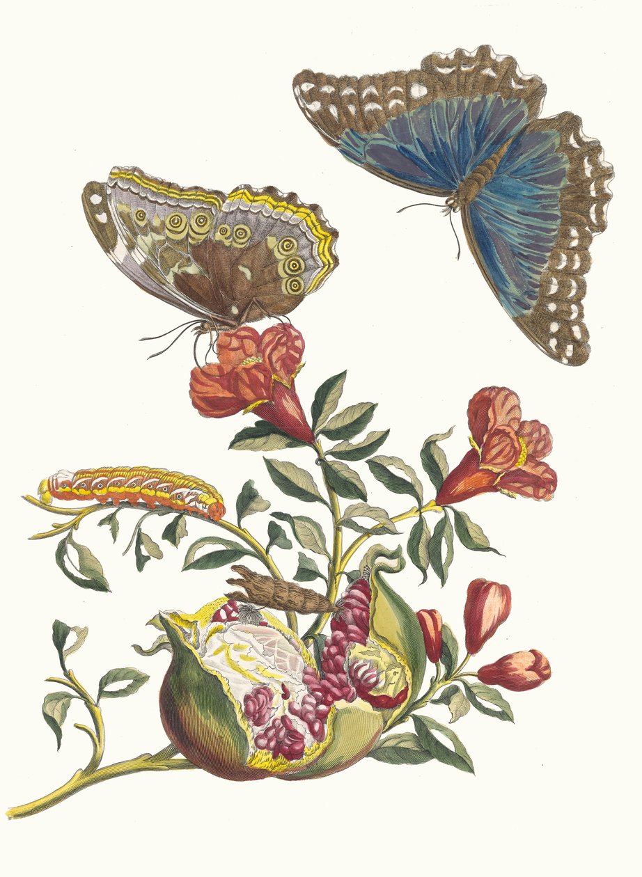 Granadero. Del libro 