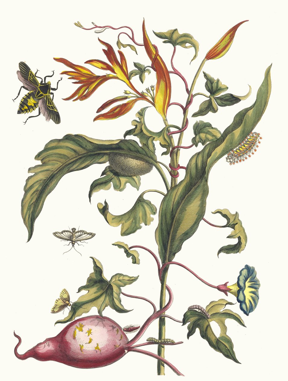 Ipomoea batatas y Heliconia psittacorum. Del libro Metamorphosis insectorum..., 1705 de Maria Sibylla Merian