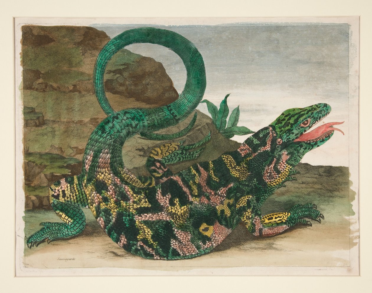Lagarto, de *Metamorphosis Insectorum Surinamensium* de Maria Sibylla Merian