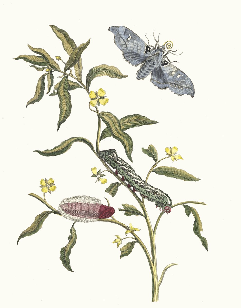 Ludwigia octovalvis. Del libro Metamorphosis insectorum Surinamensium de Maria Sibylla Merian