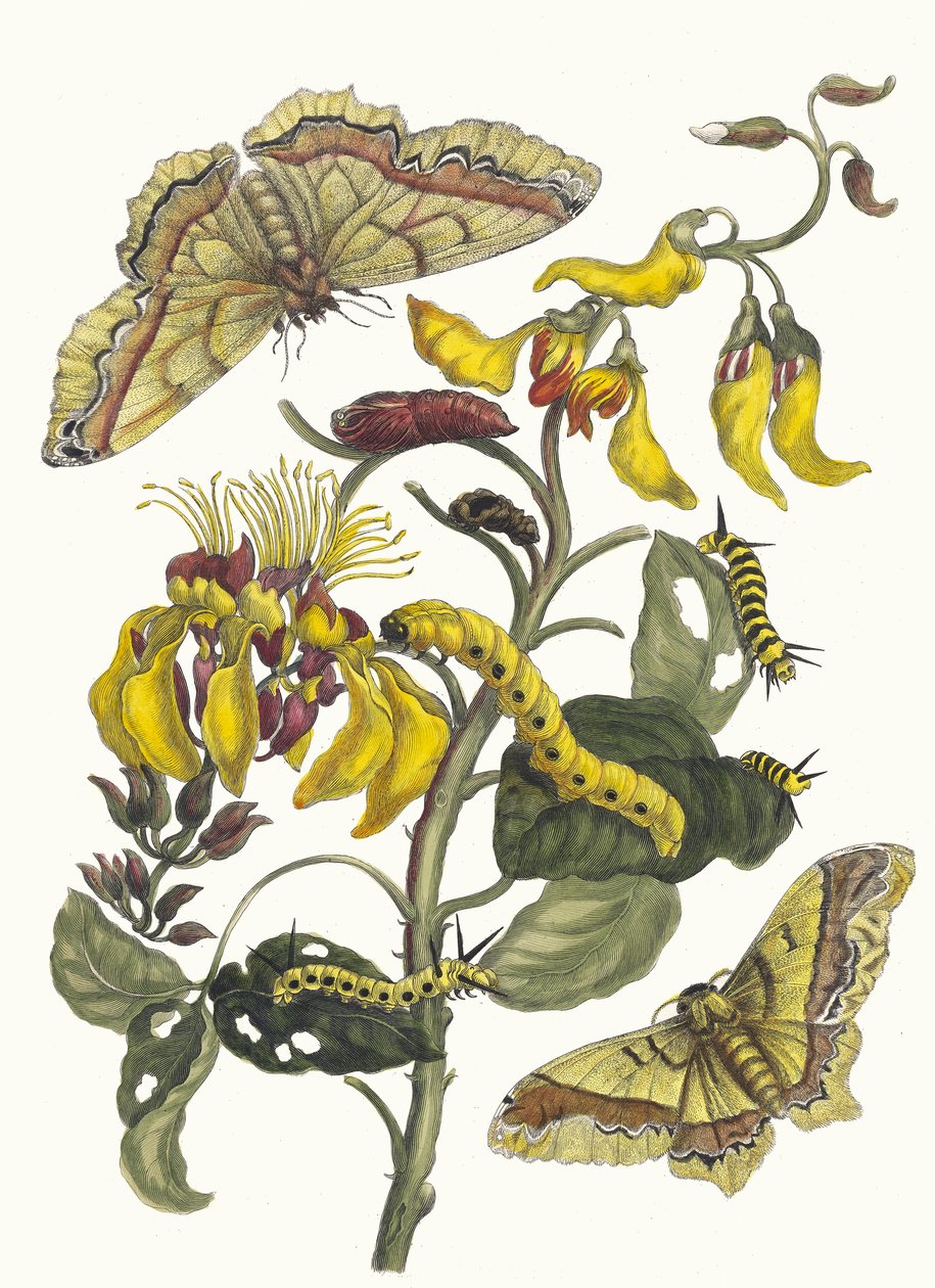 Pallisaden-boom. Del libro Metamorphosis insectorum Surinamensium de Maria Sibylla Merian