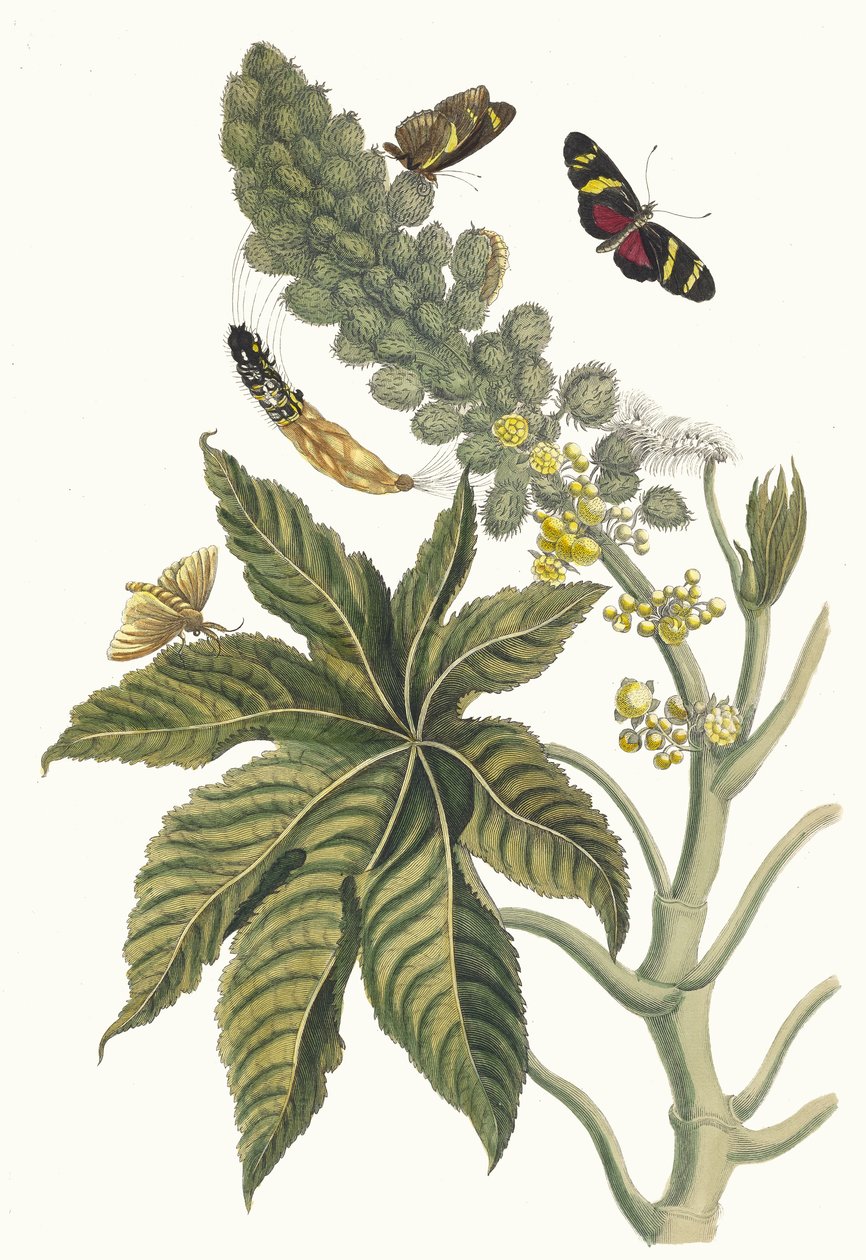 Palma Christi. Del libro Metamorphosis insectorum Surinamensium, 1705 de Maria Sibylla Merian