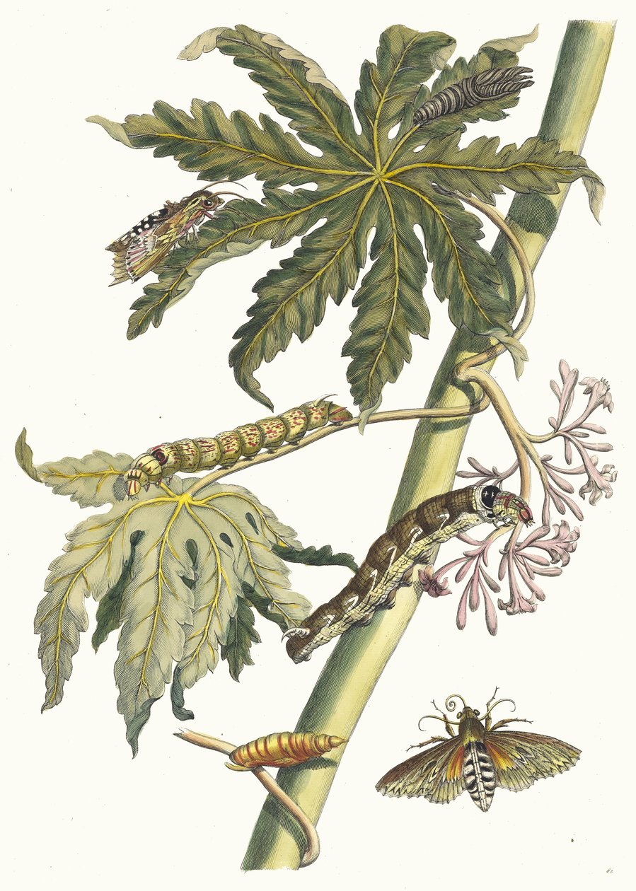 Papaya. Del libro Metamorphosis insectorum Surinamensium, 1705 de Maria Sibylla Merian