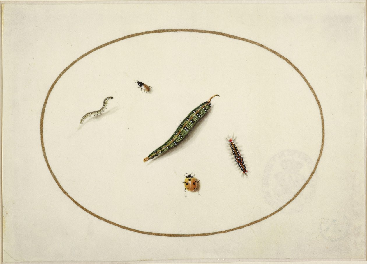 Orugas e insectos, en un óvalo horizontal, bordeados por una línea dorada, ejecutados finamente como una miniatura de Maria Sibylla Merian