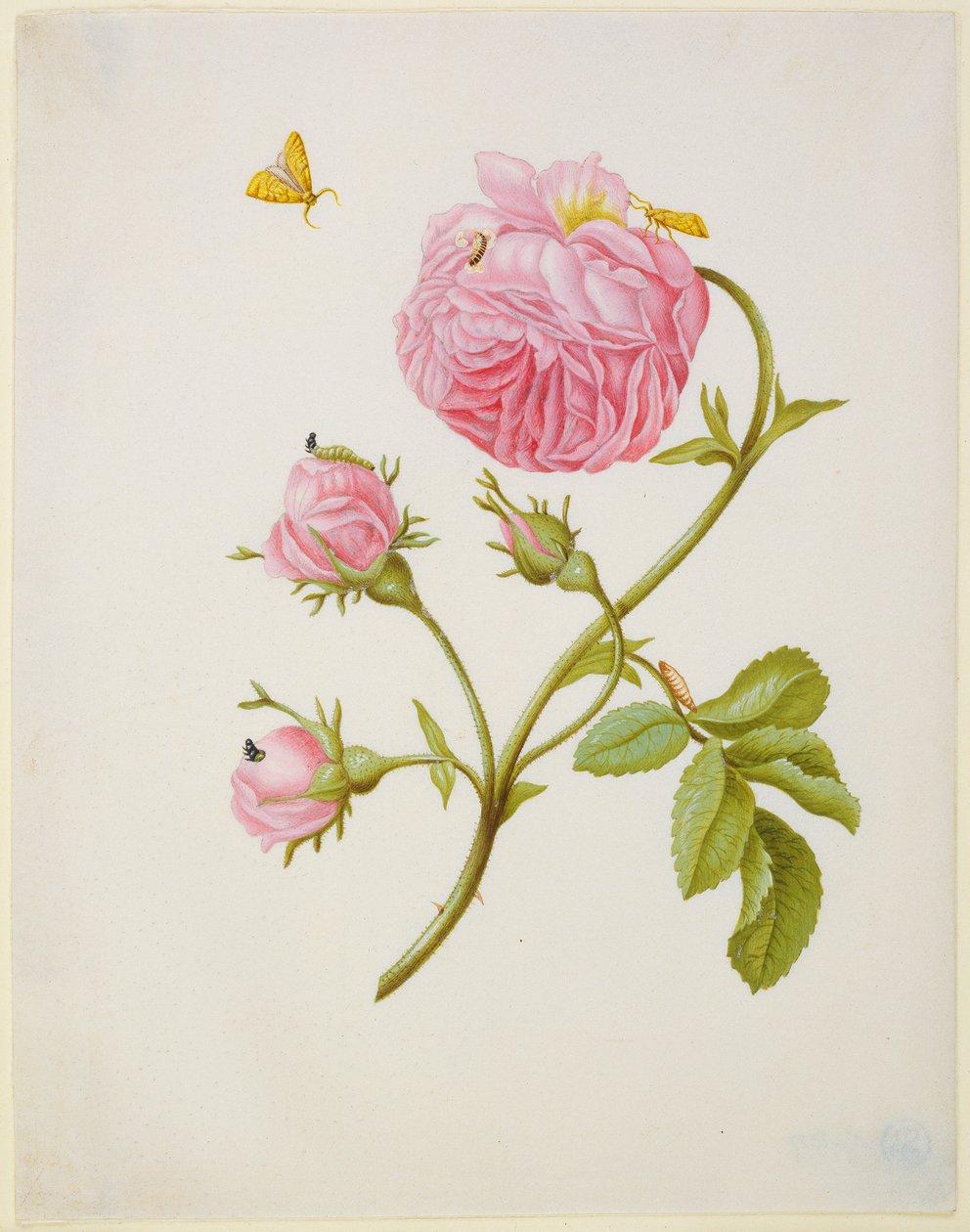 Rosa con la metamorfosis de un enrollador de hojas y una larva de escarabajo pegada de Maria Sibylla Merian