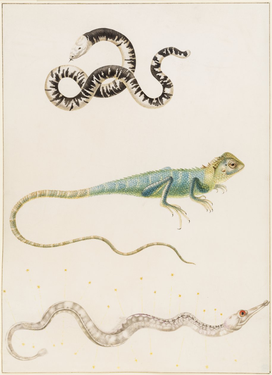 Lagarto gusano sudamericano de cabeza pequeña, iguana o lagarto arborícola de las Indias orientales y pez pipa de Maria Sibylla Merian
