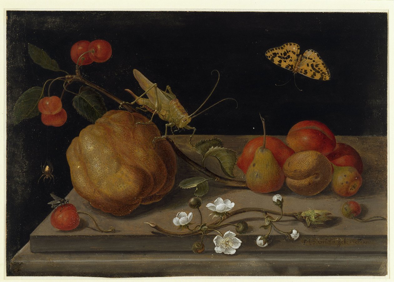 Naturaleza muerta con frutas, un saltamontes y una mariposa de Maria Sibylla Merian