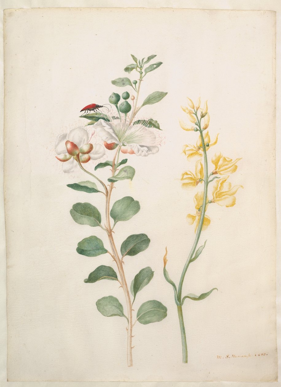 Estudio de alcaparras, aulaga y un escarabajo de Maria Sibylla Merian