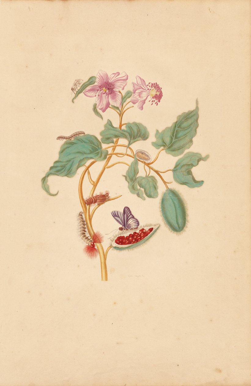 El Rocu con orugas, polillas y mariposas de Maria Sibylla Merian