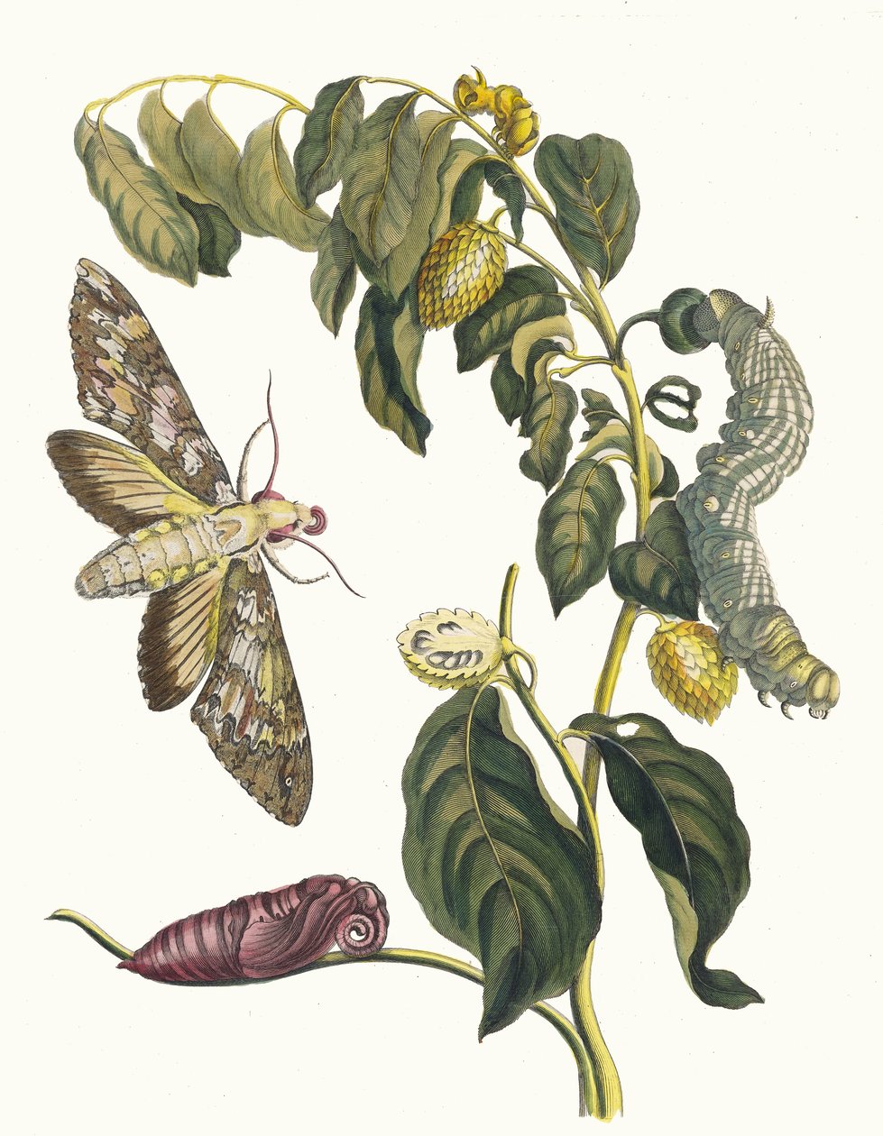 Zursak. Del libro Metamorphosis insectorum Surinamensium de Maria Sibylla Merian