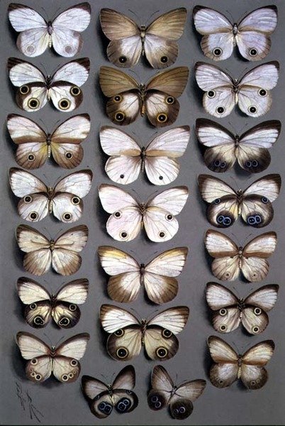 Mariposas papúas 2 de Marian Ellis Rowan