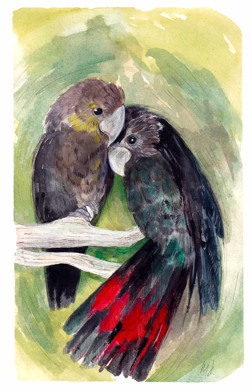 Cacatúas negras brillantes, 2020 (acuarela y tinta sobre papel) de Marianna Kulukundis