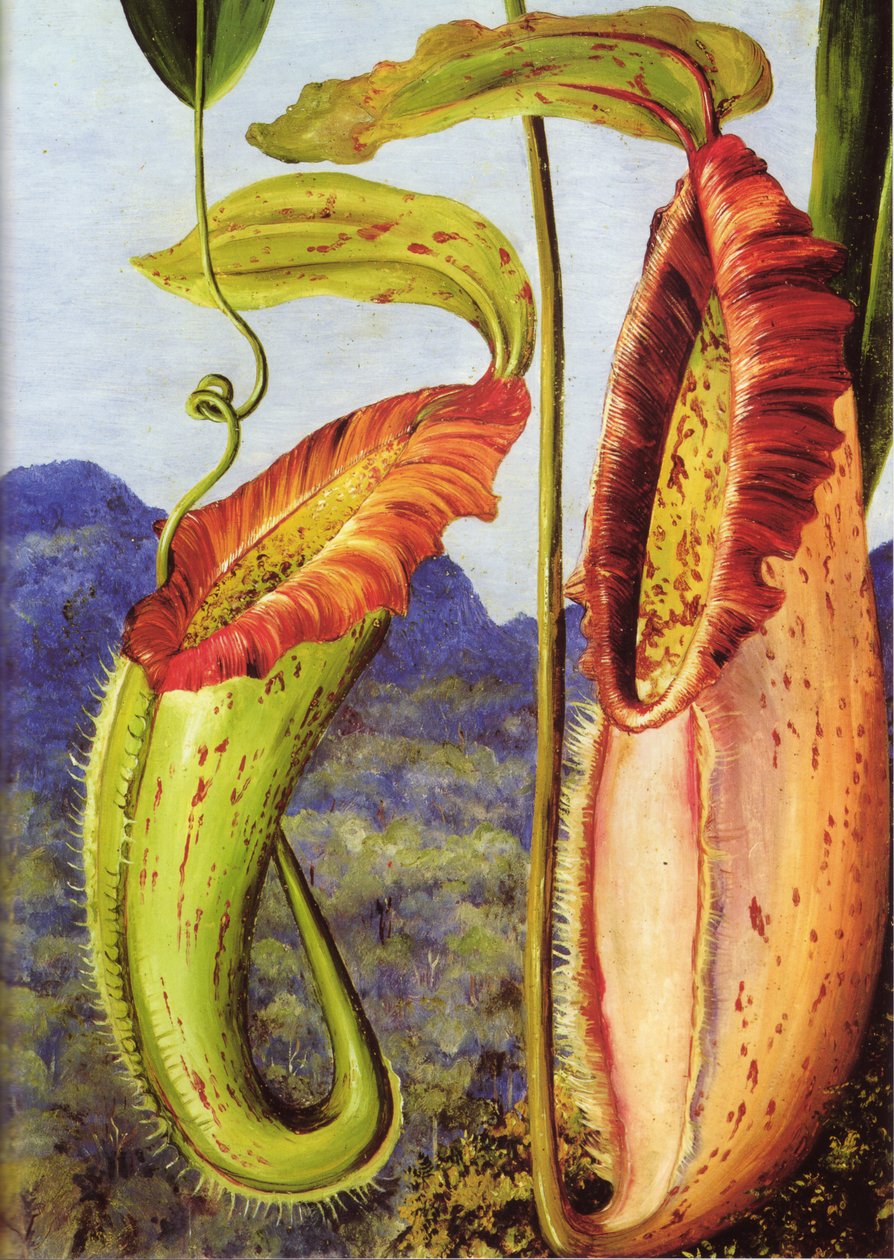 Una nueva planta jarro de las montañas calizas de Sarawak, Borneo de Marianne North