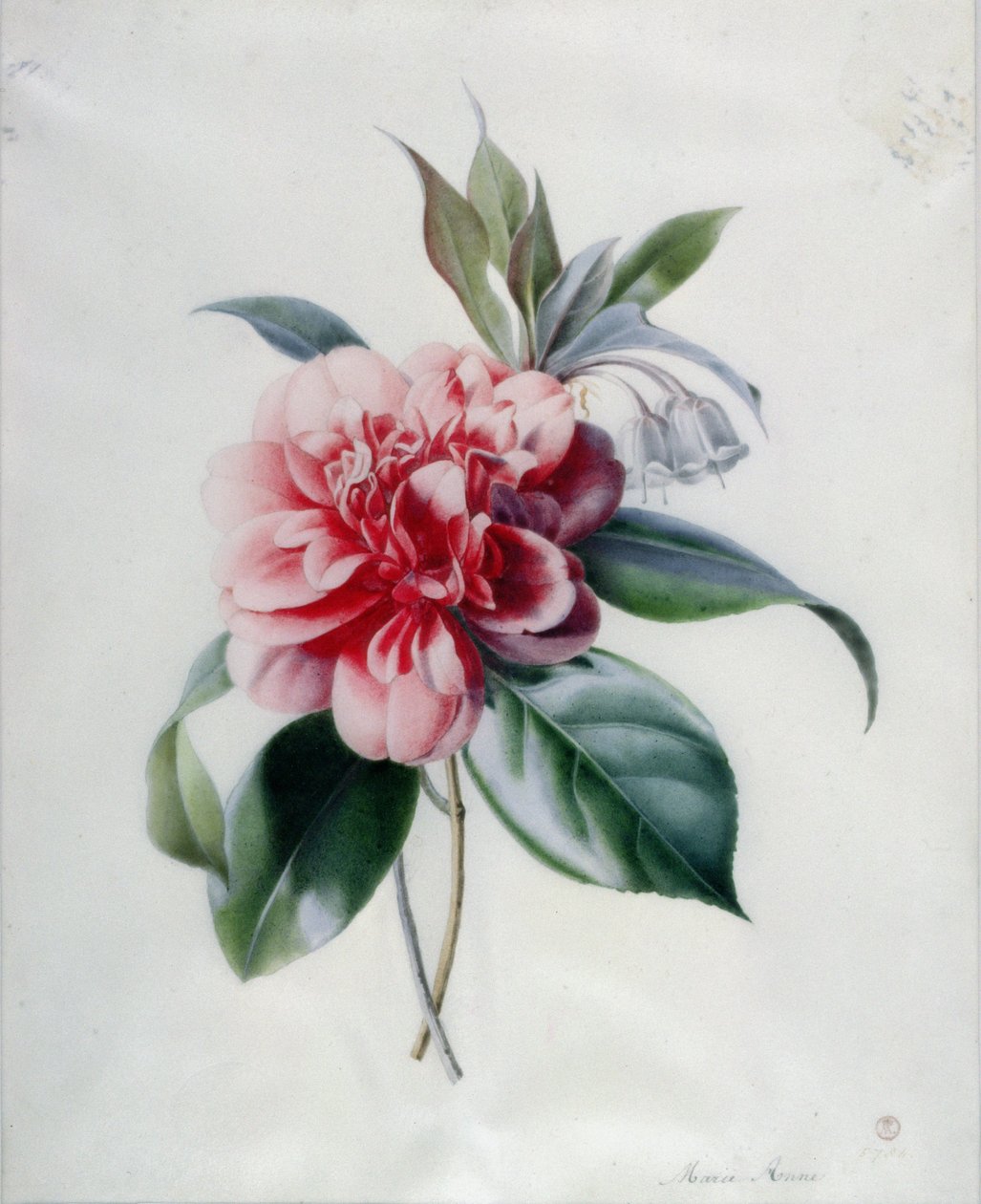 Camellia de Marie Anne