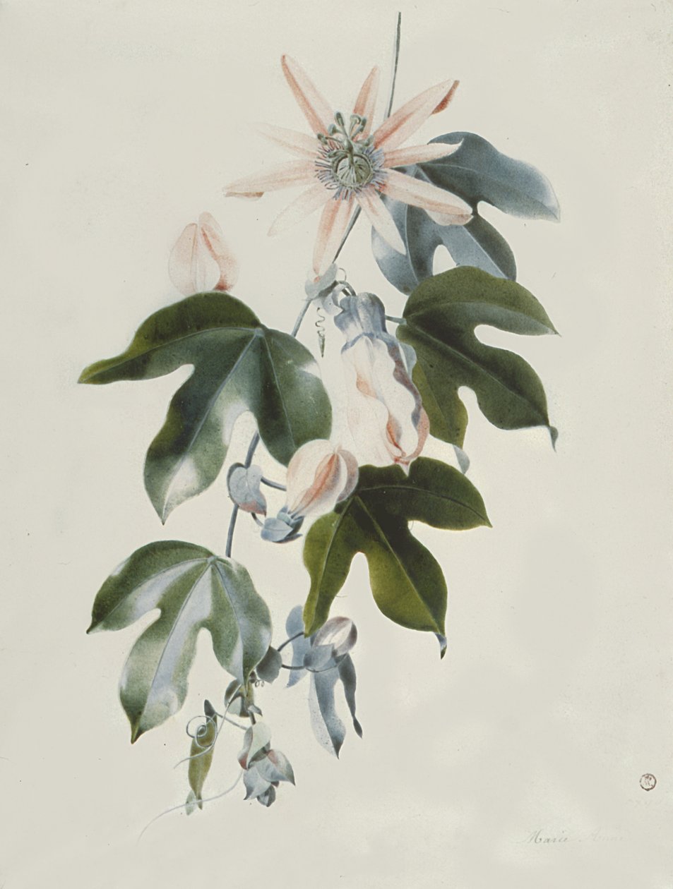 Clemátide de Marie Anne