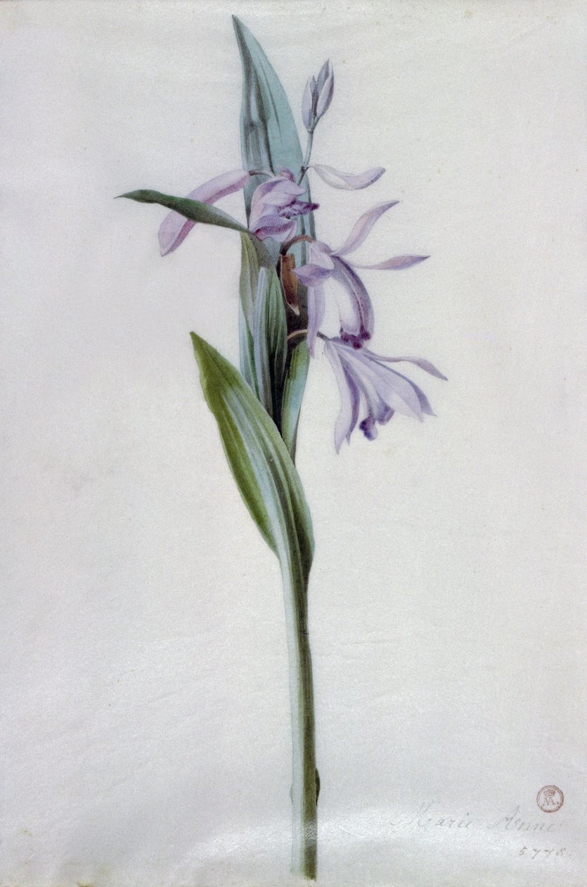 Piezas florales de Marie Anne