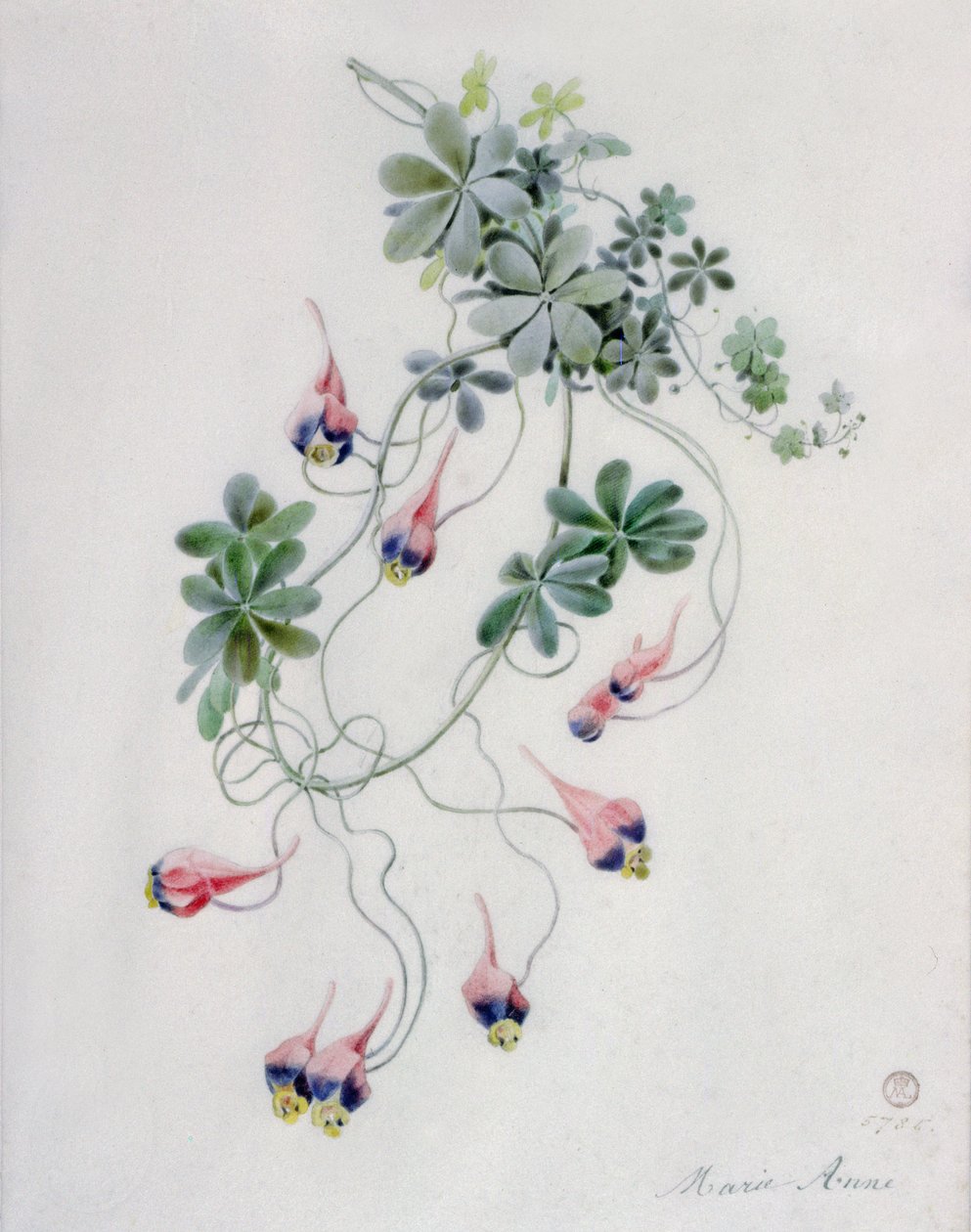 Piezas de flores de Marie Anne