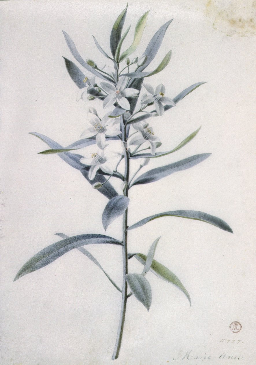 Piezas de Flores, siglo XVIII de Marie Anne