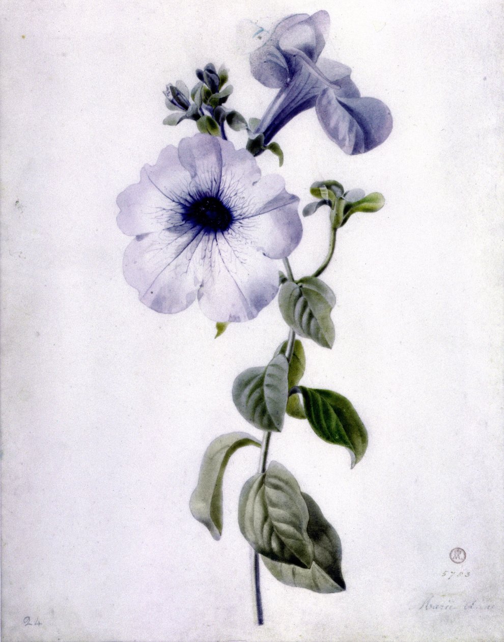 Petunia de Marie Anne