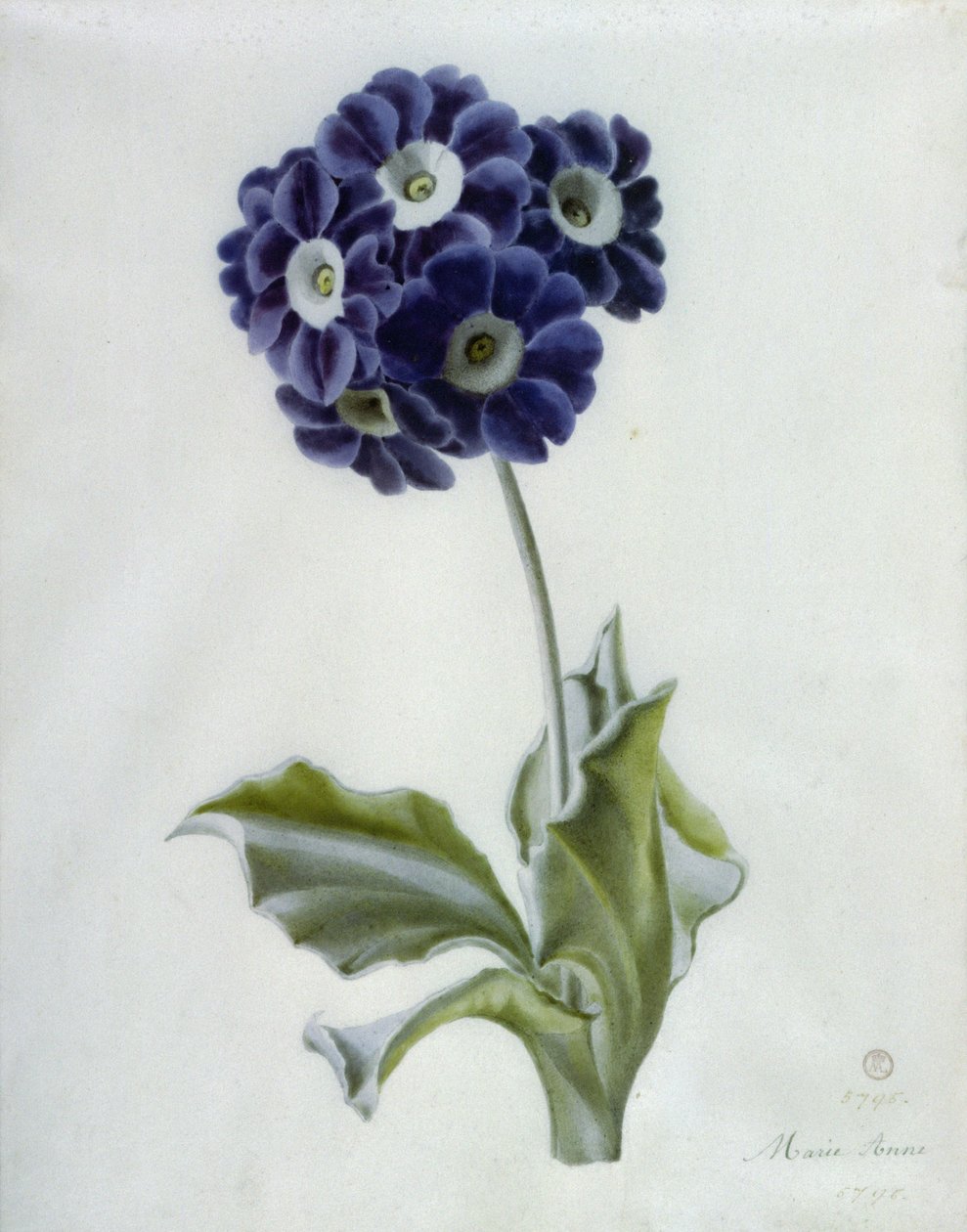 Poliantus de Marie Anne