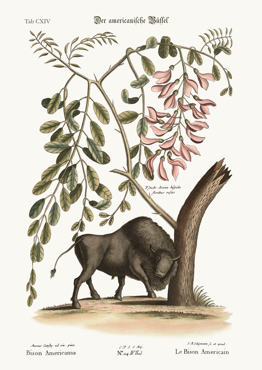 El bisonte americano, 1749-73 de Mark Catesby