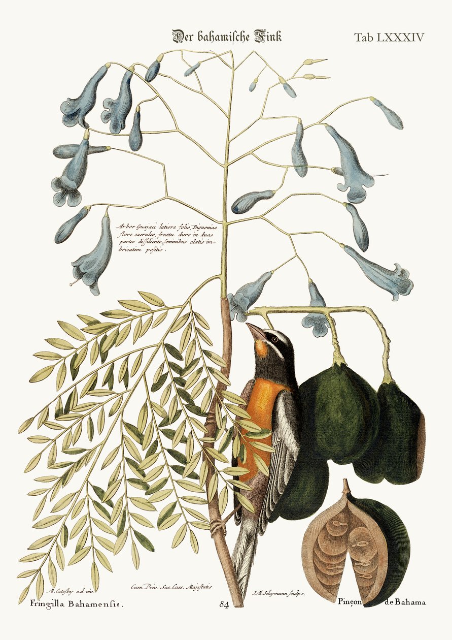 El pinzón de las Bahamas, 1749-73 de Mark Catesby