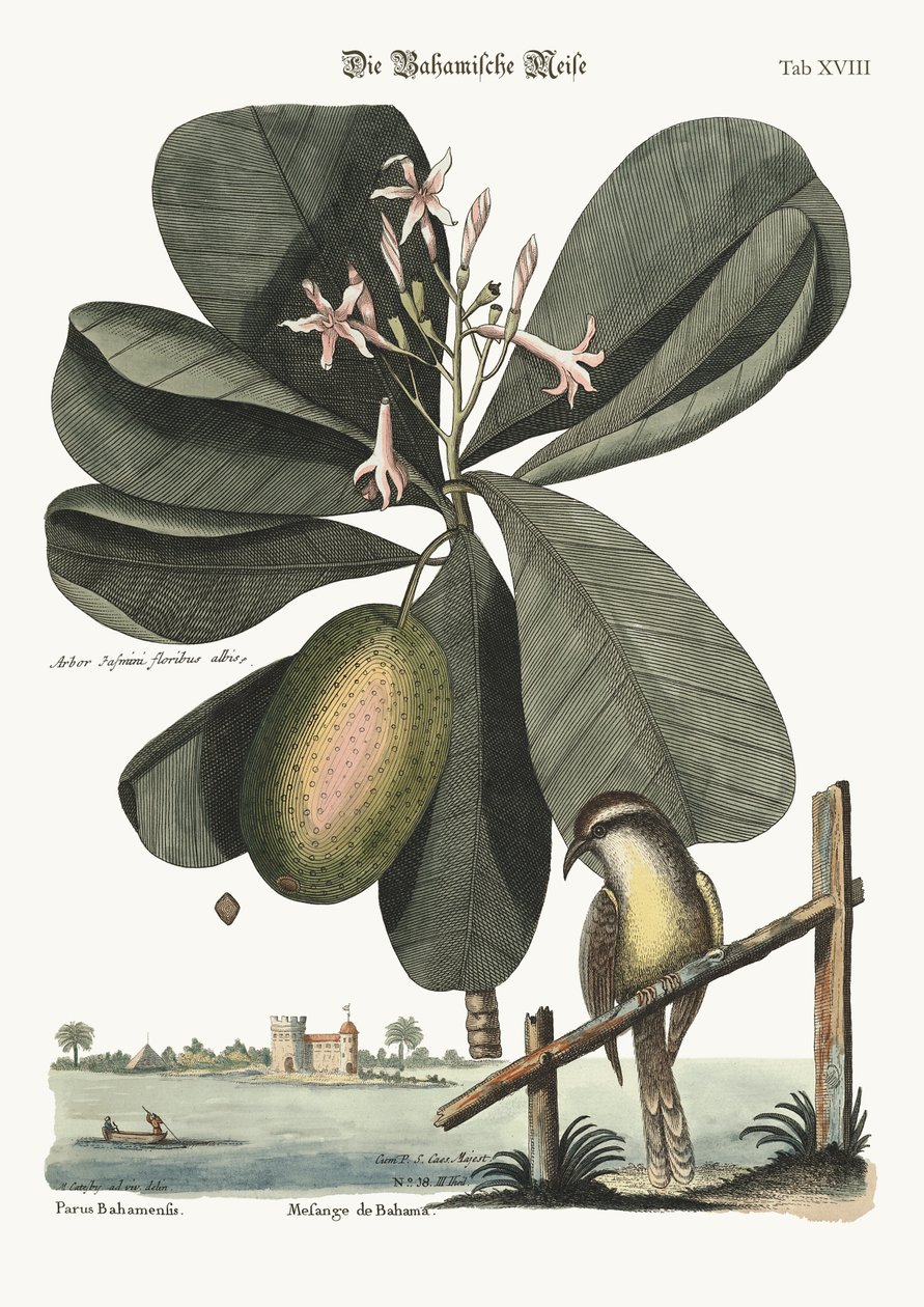 El carbonero de las Bahamas, 1749-73 de Mark Catesby