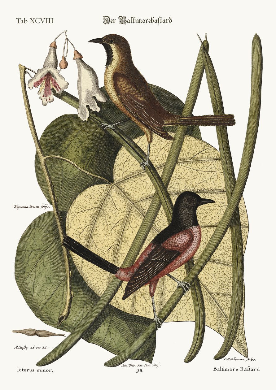 El bastardo Baltimore, 1749-73 de Mark Catesby