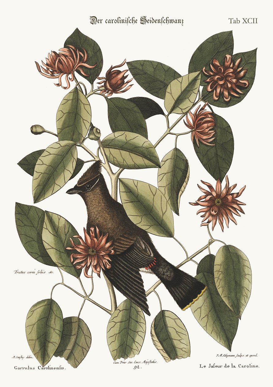 El Charlatán, 1749-73 de Mark Catesby