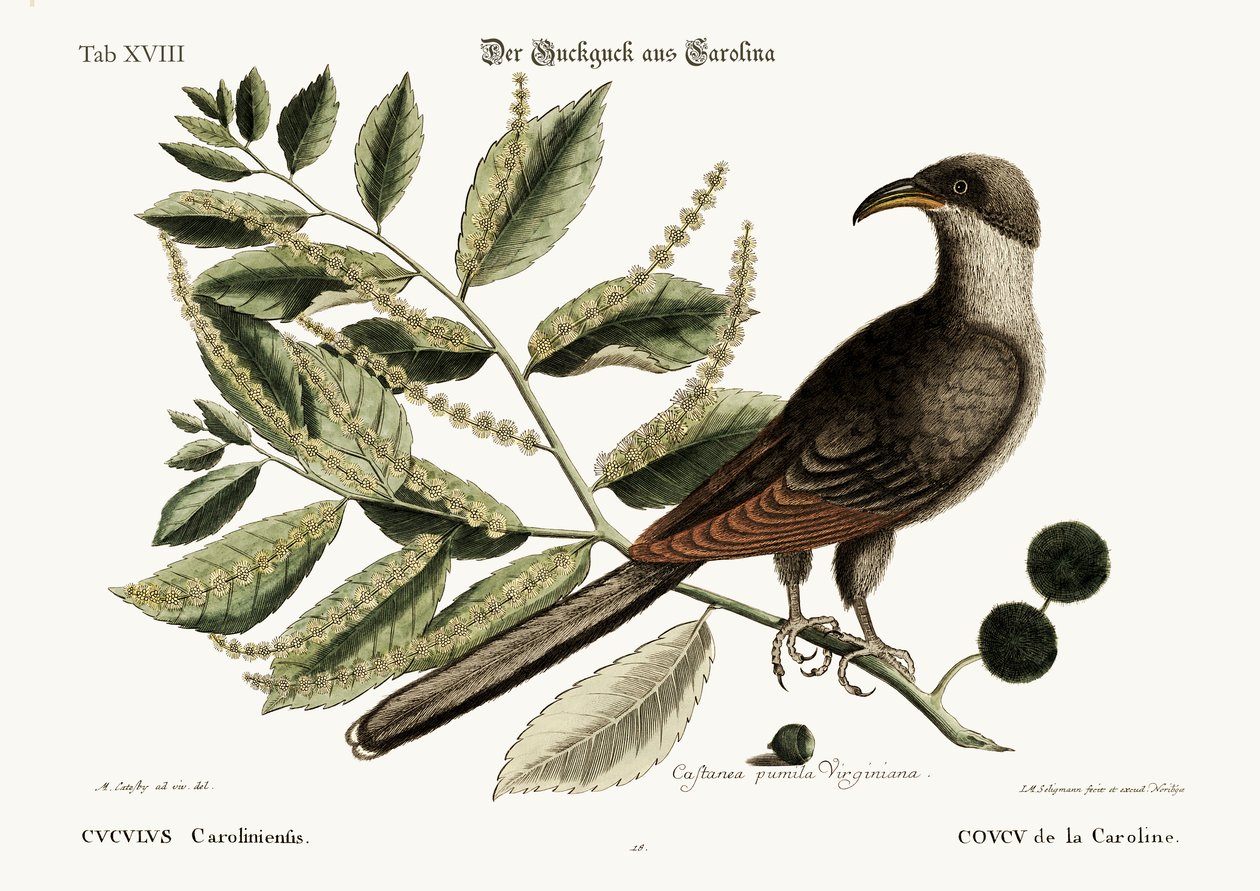 El cuco de Carolina, 1749-73 de Mark Catesby