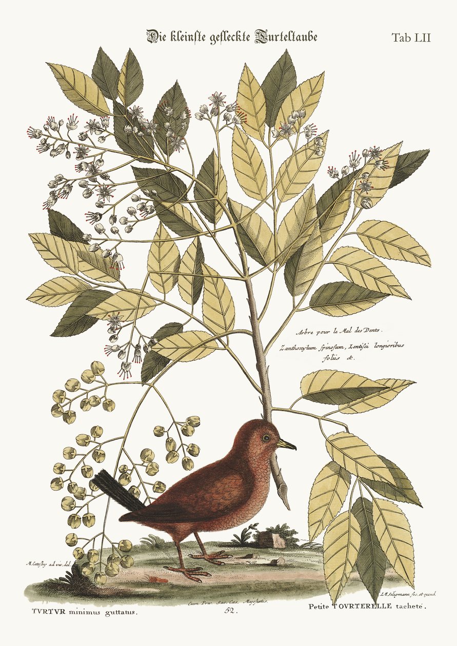 La Paloma Terrestre, 1749-73 de Mark Catesby
