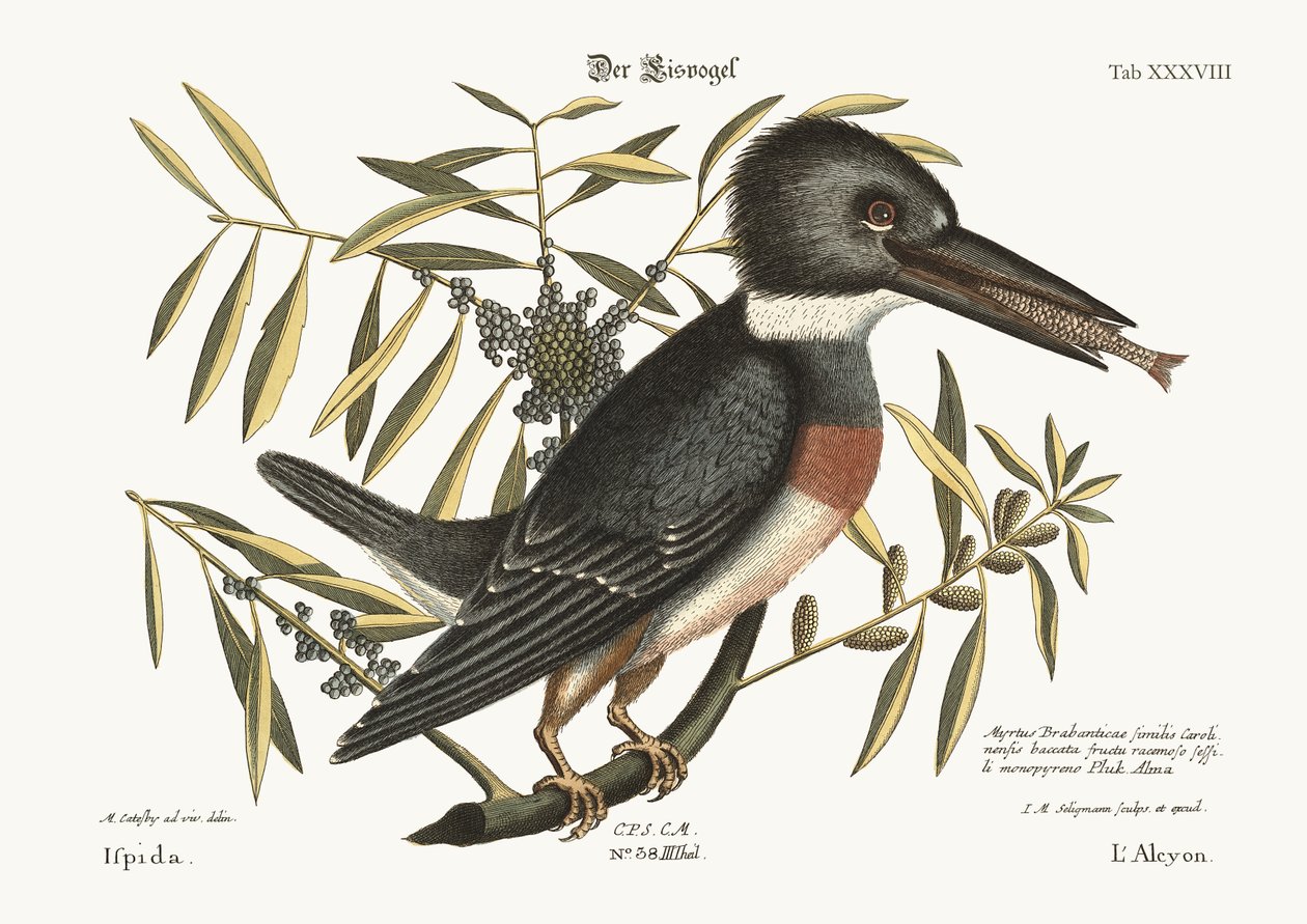 El martín pescador, 1749-73 de Mark Catesby