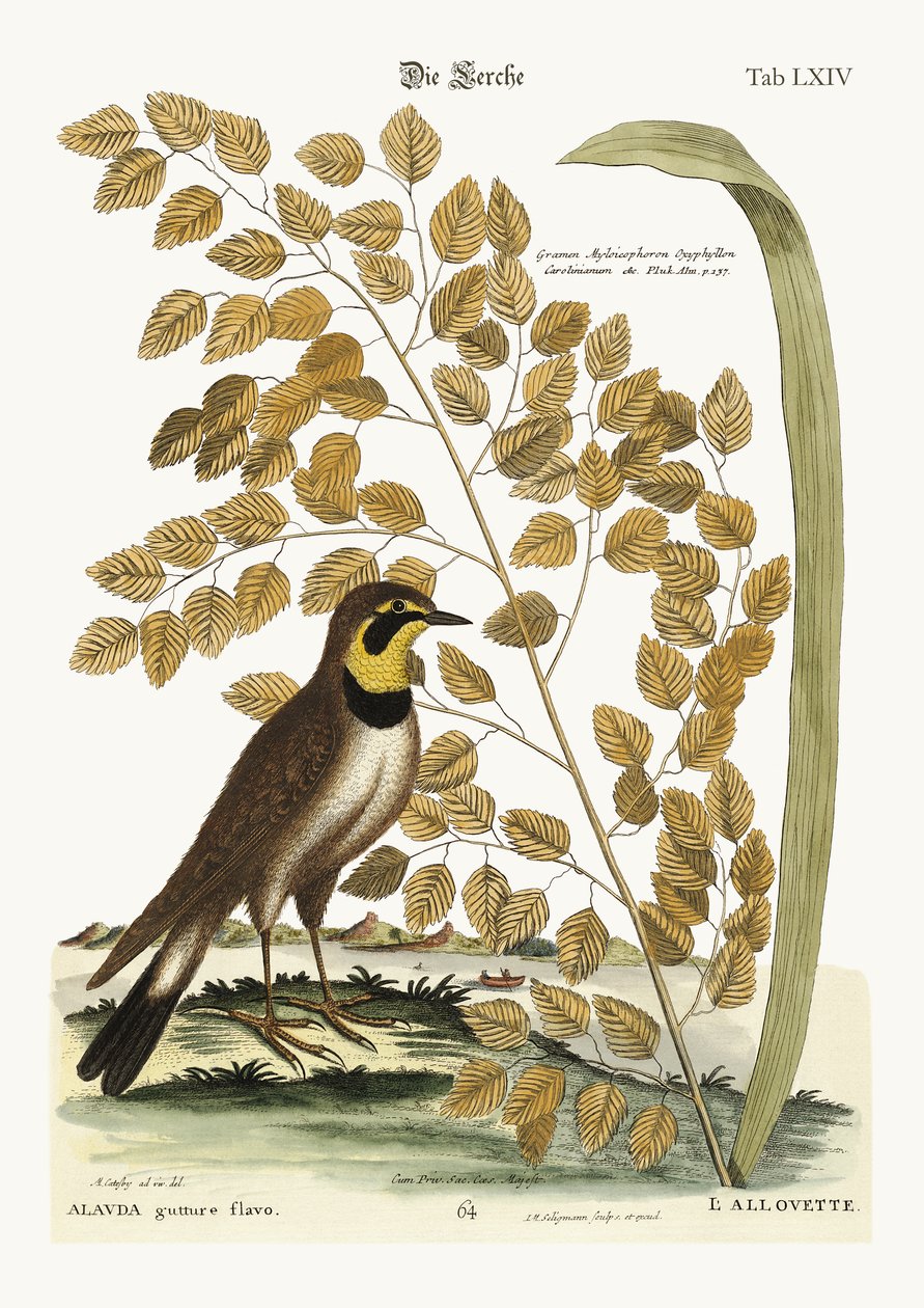 La Alondra de Mark Catesby