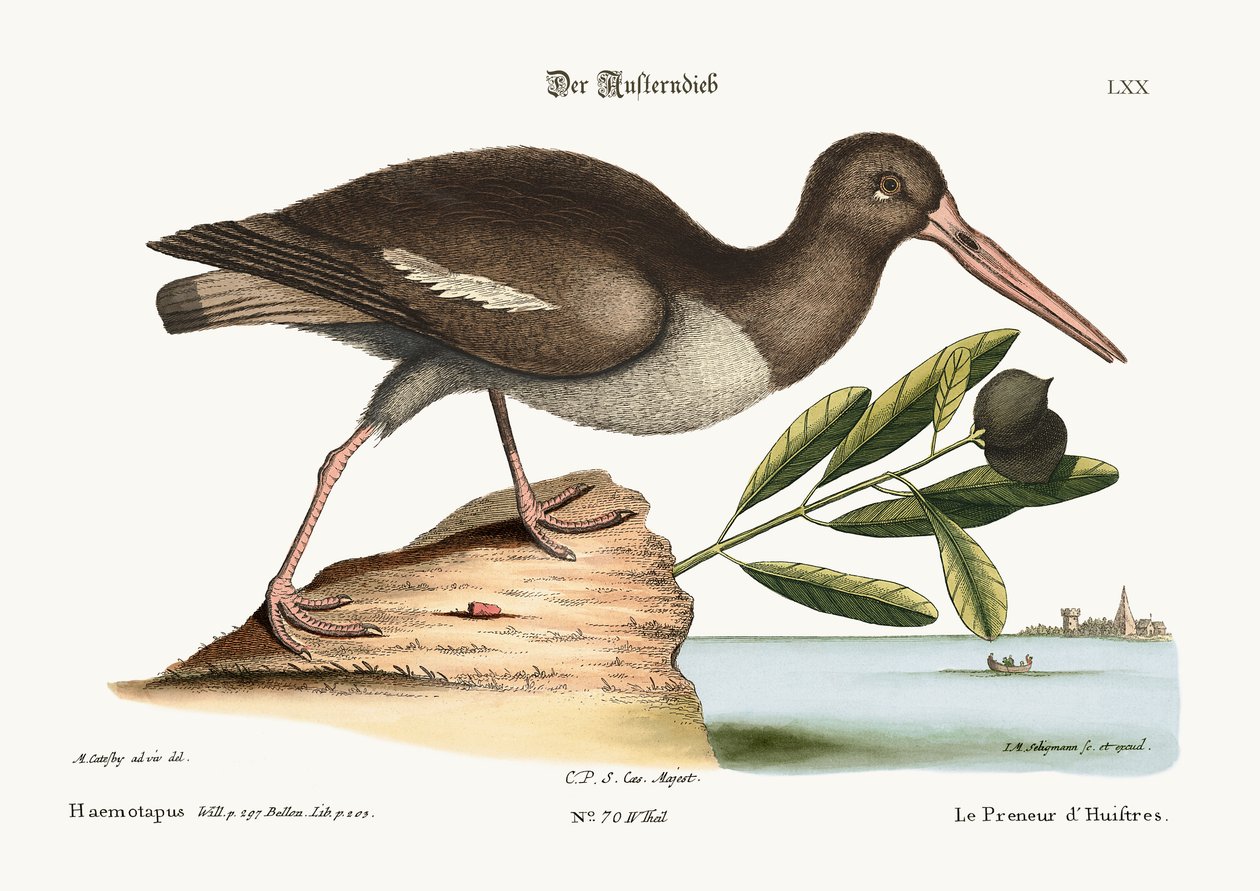 El cazador de ostras, 1749-73 de Mark Catesby