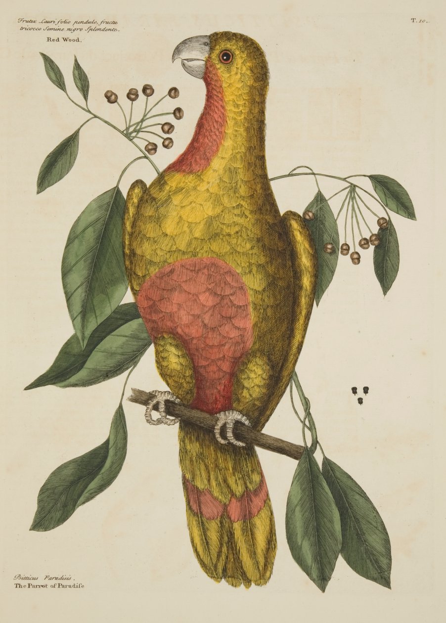 ‘El loro del paraíso’, de La historia natural de Carolina, Florida y las Islas Bahamas, 1731 de Mark Catesby