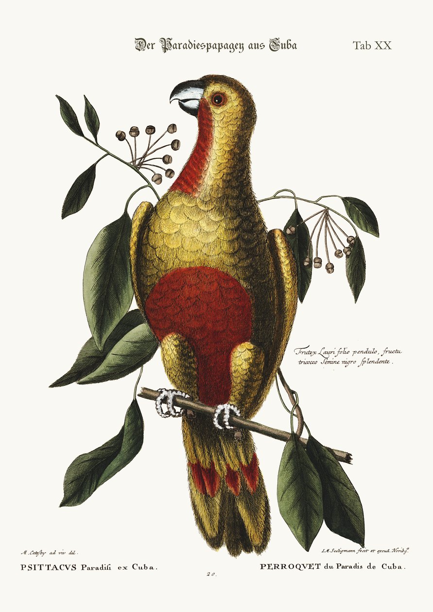 El loro del paraíso de Cuba, 1749-73 de Mark Catesby