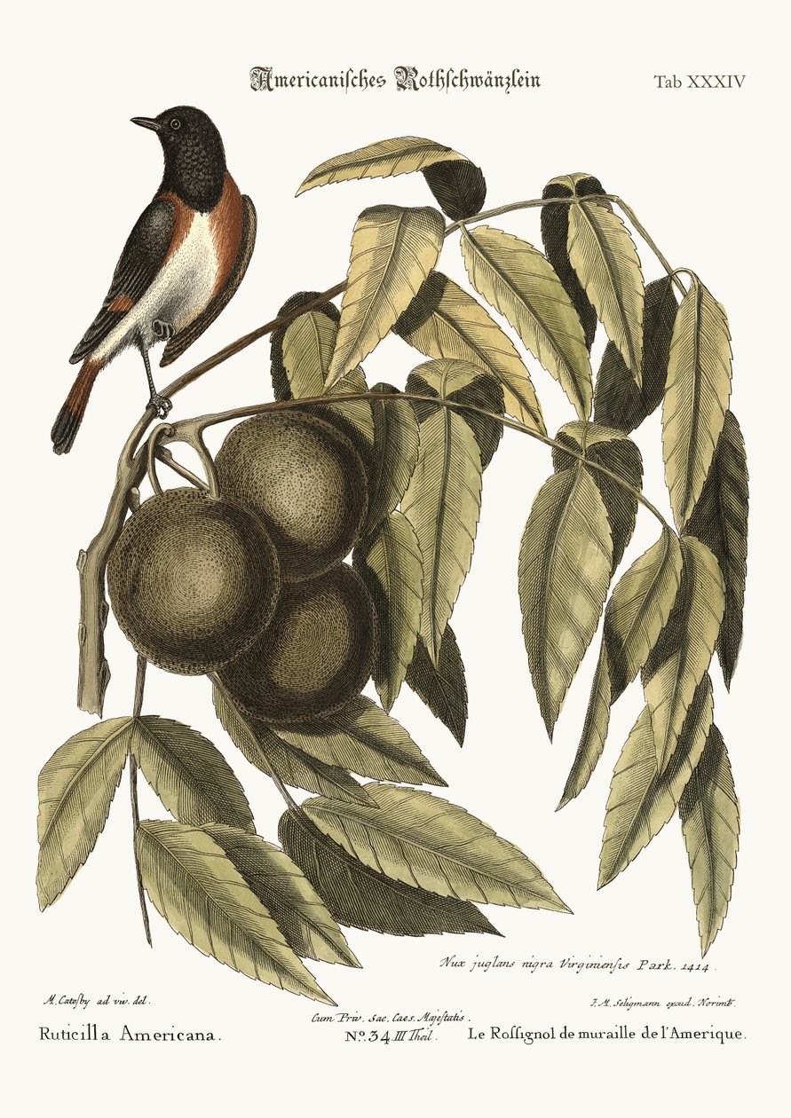 El colirrojo, 1749-73 de Mark Catesby