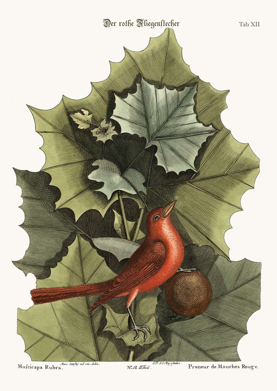 El pájaro rojo de verano, 1749-73 de Mark Catesby