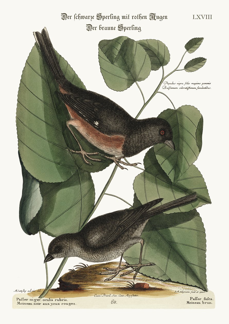 El pájaro Towhe. El pájaro Cowpen, 1749-73 de Mark Catesby
