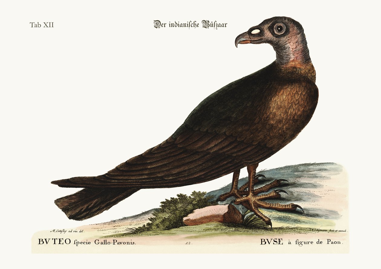 El zopilote, 1749-73 de Mark Catesby