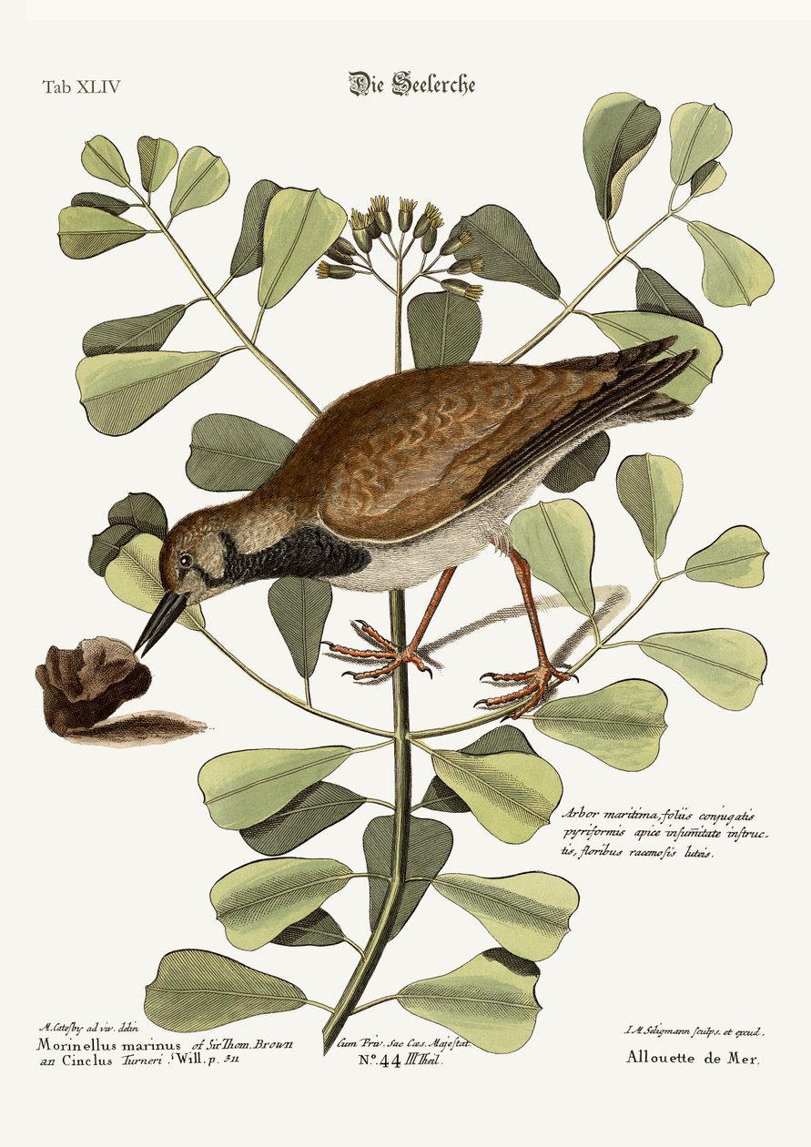 El vuelvepiedras o chorlito marino, 1749-73 de Mark Catesby