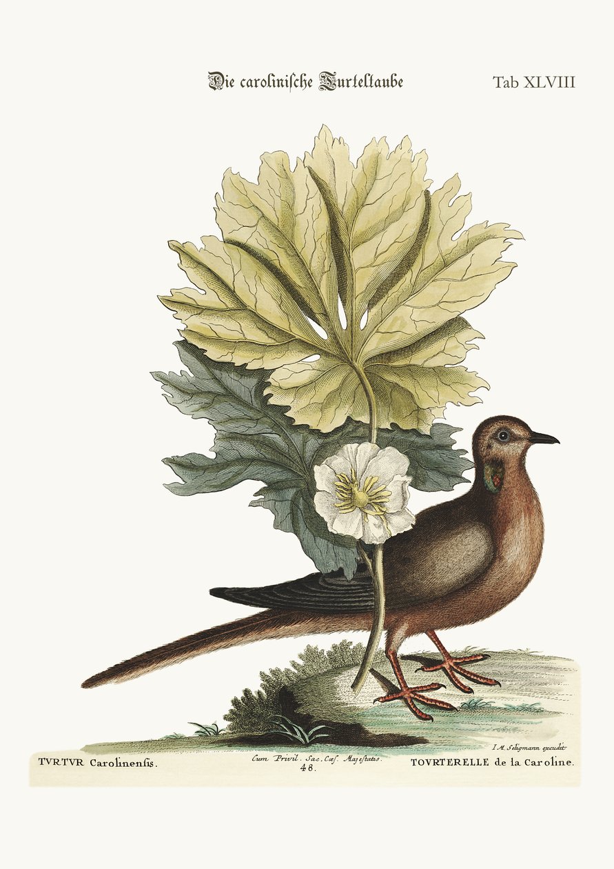 La tortuga de Carolina, 1749-73 de Mark Catesby