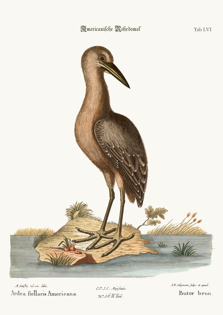 El Avetoro Marrón, 1749-73 de Mark Catesby