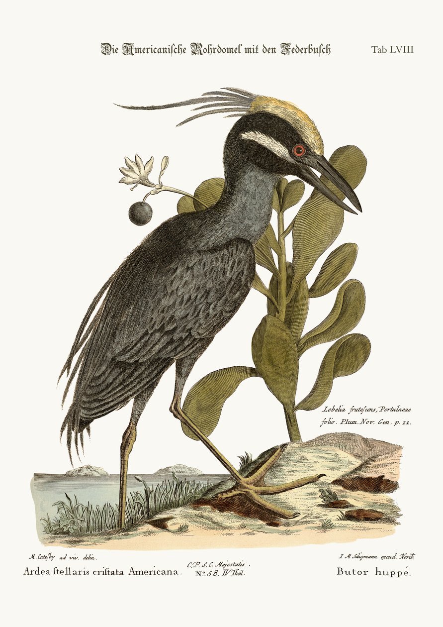 El avetoro crestado, 1749-73 de Mark Catesby